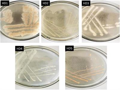 Identification and Characterization of HD1, a Novel Ofloxacin-Degrading Bacillus Strain